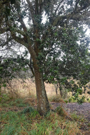 Sandalwood Tree